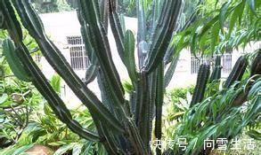 这2种花，有水就疯长，拦都拦不住，新手也会养，是盆栽佳品