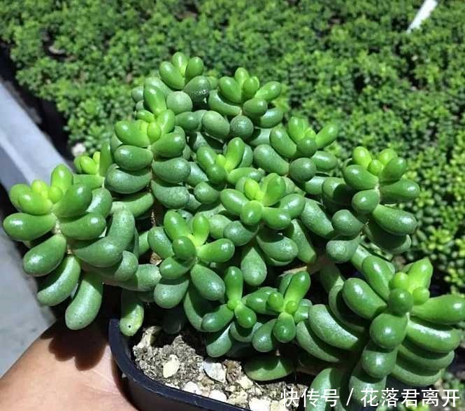 养棵多肉美滋滋,谁知是家中潜藏的毒虫,不知道吃大亏!
