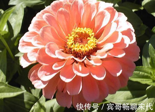 盆栽|一年四季都能开花的盆栽，阳台养一盆，全年不枯萎，香气芬芳不散