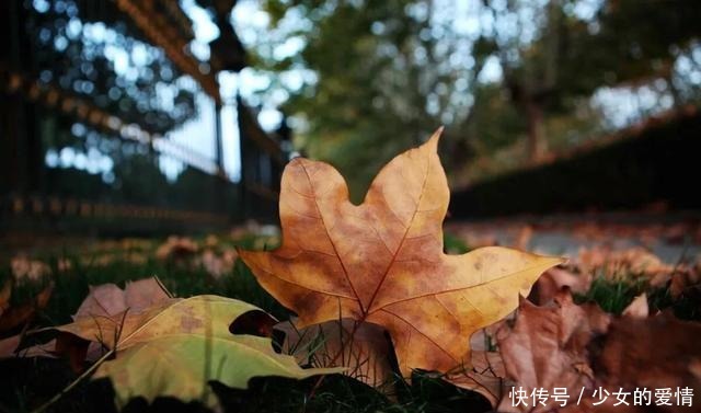 作者|文苑|一夜冬风来 作者贺菲菲