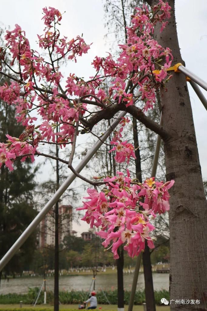 粉红|大冬天，出门即粉红花海，南沙太让人羡慕了~