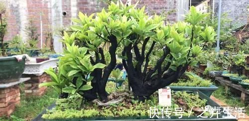 万能水|养花万能水，每月用2次，补水补养分，还不用施肥！