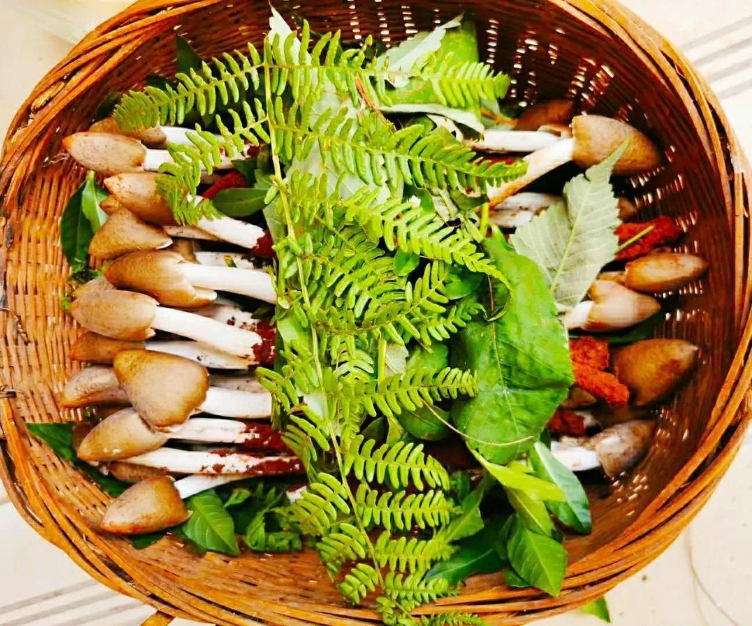 烹制|这样烹制鸡枞,想吃就吃鲜香不打折