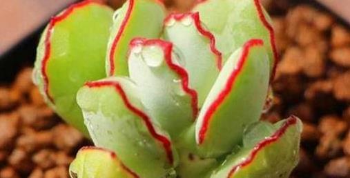 福气|5款多肉,都属于“福娘系”,家里养几盆,福气满满、十分可爱