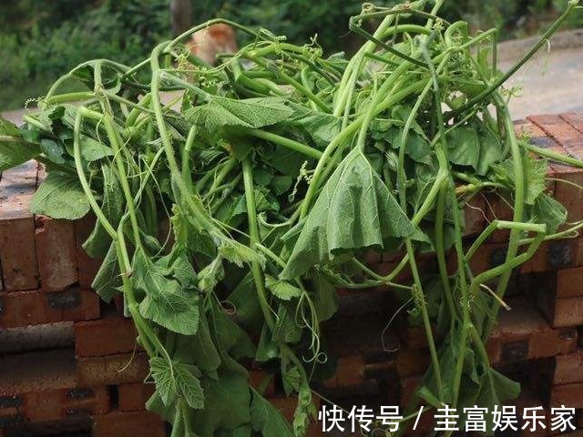功效|一瓜藤,农村人吃厌了,城里人拼命吃,能治胃痛、去结石、降血压