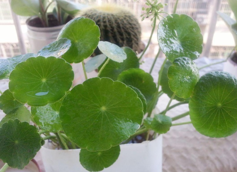 这4款人间富贵花,养2盆就能招来好运,漂亮,有益康健