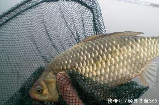 钓鱼人年终小结钓鱼一年得花多少钱，开支最大的竟不是买鱼竿