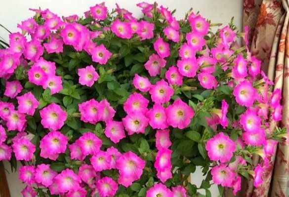 太阳花|4种花,喜欢“掐”掐得越多,就越不容易长出浓密的门户