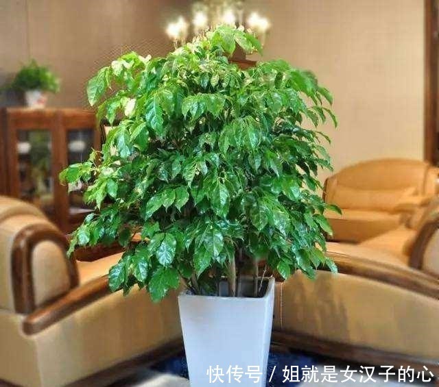 客厅摆上3种“树”,气派又吉利,枝繁叶茂,家人平安健康!