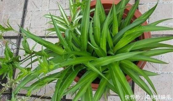 盆栽花草病害连连,全赖这些坏习惯,爱养花的你占了几样