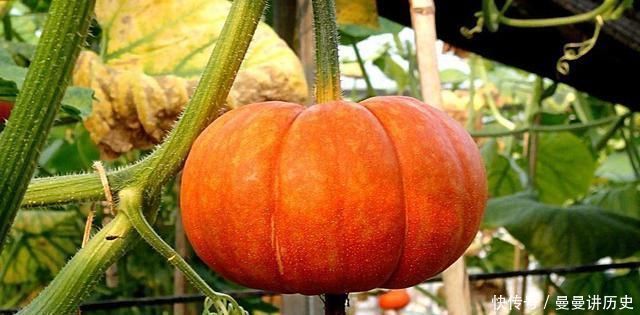 食用|经常吃南瓜好处多,但医生却提醒有2类人一口都不能多吃