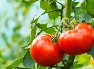 番茄碱|西红柿的最佳搭配不是鸡蛋!加它一起吃,味道好还能增强抵抗力