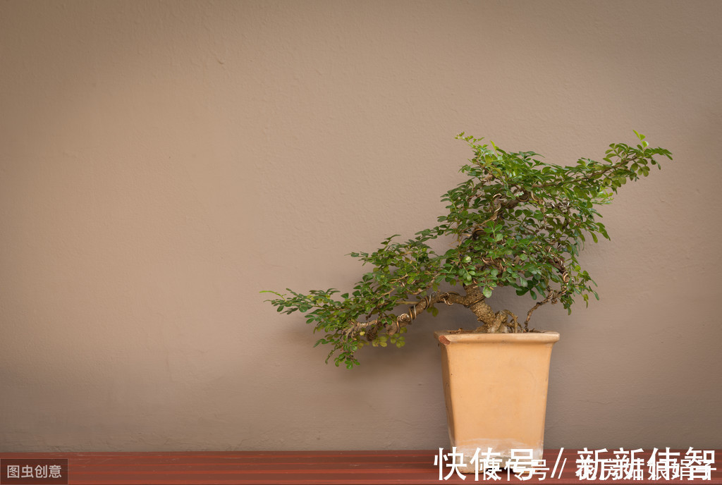 矮化剂|树木盆景是怎么矮化的？8个方法助你的盆景成为“活着的艺术”
