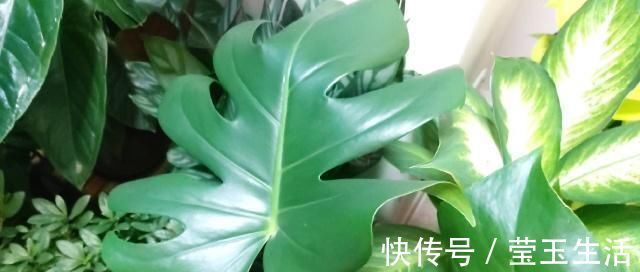 养花，什么情况下“不能施肥”看养花达人怎么说