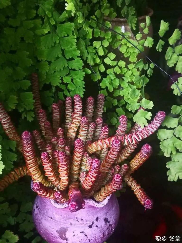 寒潮过后，多肉美出天际，颜色鲜艳明亮，真馋人！