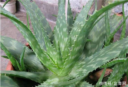 芦荟1盆变多盆，只需学会这招