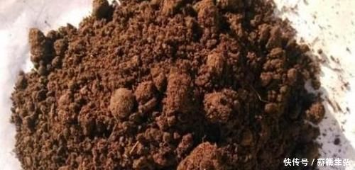 羊粪肥|三角梅最好养,只需每月倒点“它”,还“剪几刀”,轻松开爆盆!