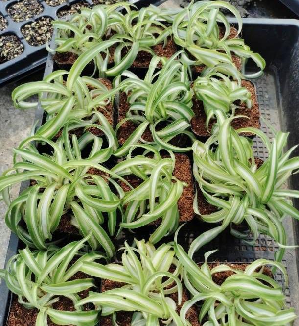 阳台上|4种可爱的吊兰,有的开花有的四季常绿,养阳台上很皮实很美丽