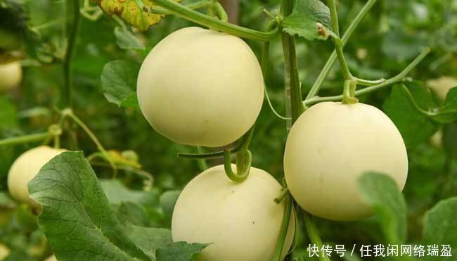 部位|甜瓜比西瓜更值得吃, 好吃不胖, 但小心它这个部位有剧毒!