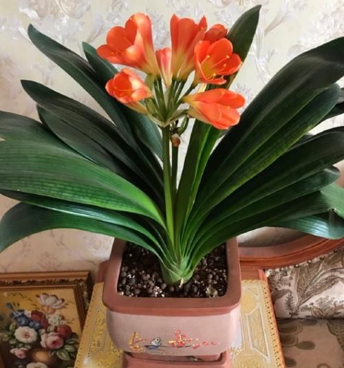 一般君子兰不开花，是因为没达到哪些“要求”？