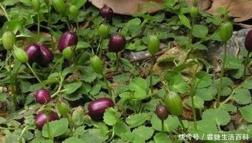 农村荒地里的“地茄子”,果实不能食用,其实价值高,能祛风湿