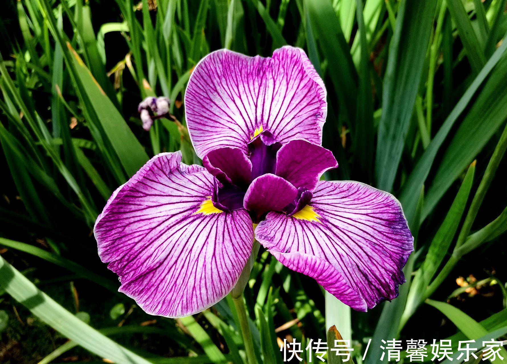 花裙子|此花被法国人视为国花,花枝招展,非常迷人,象征着一颗优雅的心