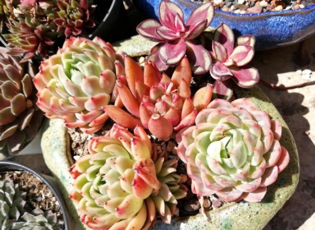 过完寒冬,多肉又干又瘦该怎么办?扔水里养养,1星期就长胖