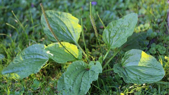 痛风|高尿酸是“吃”出来的告诫4物尽早拉黑,当心尿酸节节高