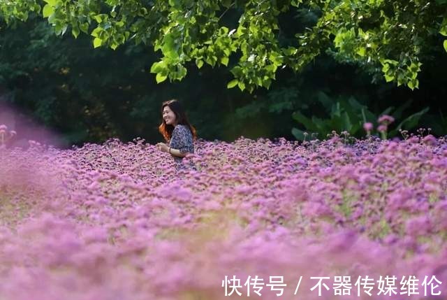 浪漫|「鱼凫香山」许你一场紫色的浪漫