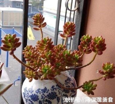 漂亮|这些破烂不要扔,做成“小花盆”,个性又漂亮,比买的强“百倍”!