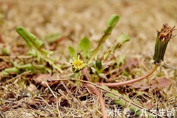 低血压|“药草皇后”就在大家身边，常用它来泡水喝，3个好处用不完