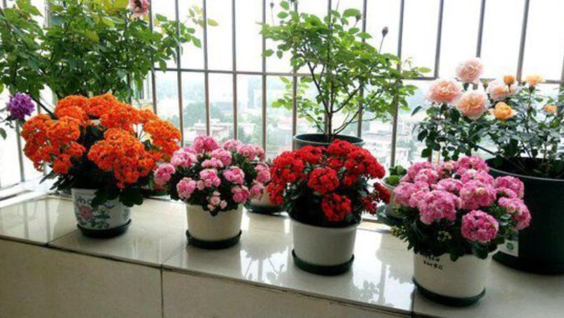 长寿花这样养,一盆变多盆,放在阳台挤爆盆