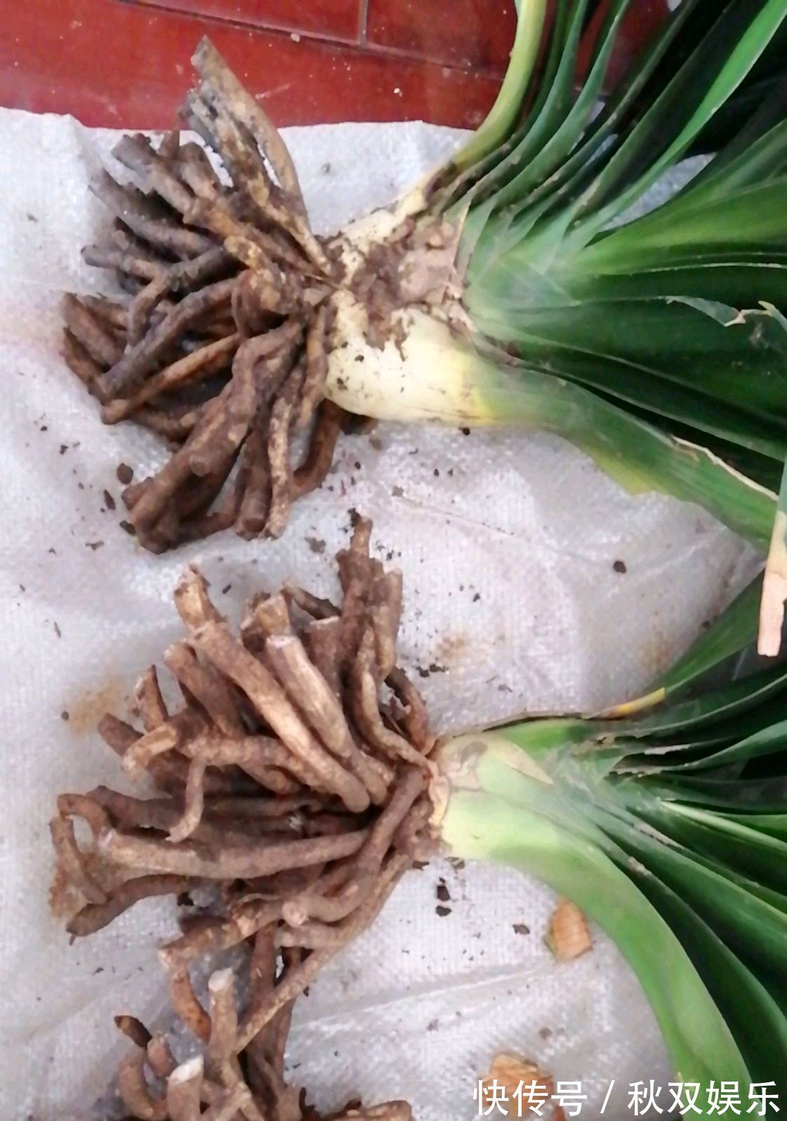 君子兰怎么分株网友一个骚操作,君子兰虽不死也会僵苗难服盆