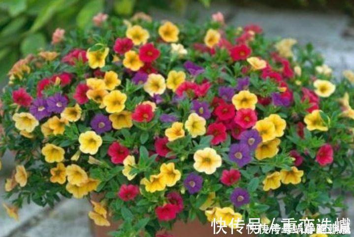 龙船花|此花超漂亮,沾土就活,花朵迷人,阵阵花香,花朵大