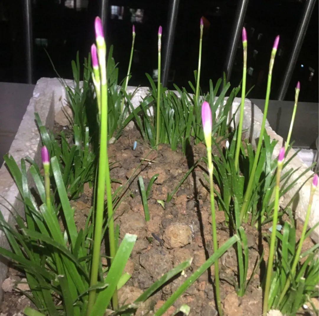 不怕晒的花,晒得越狠,花苞越多