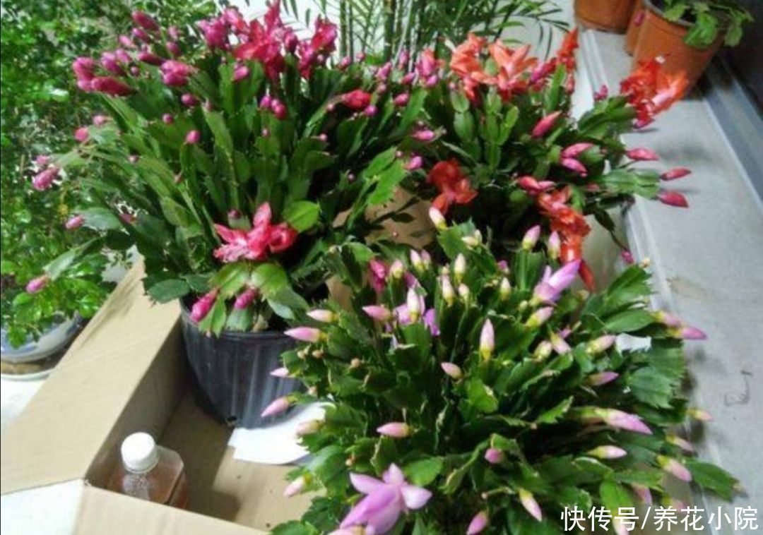 浇水|养长寿花蟹爪兰,别只顾浇水,用上“1种肥”,花苞稠密早开花