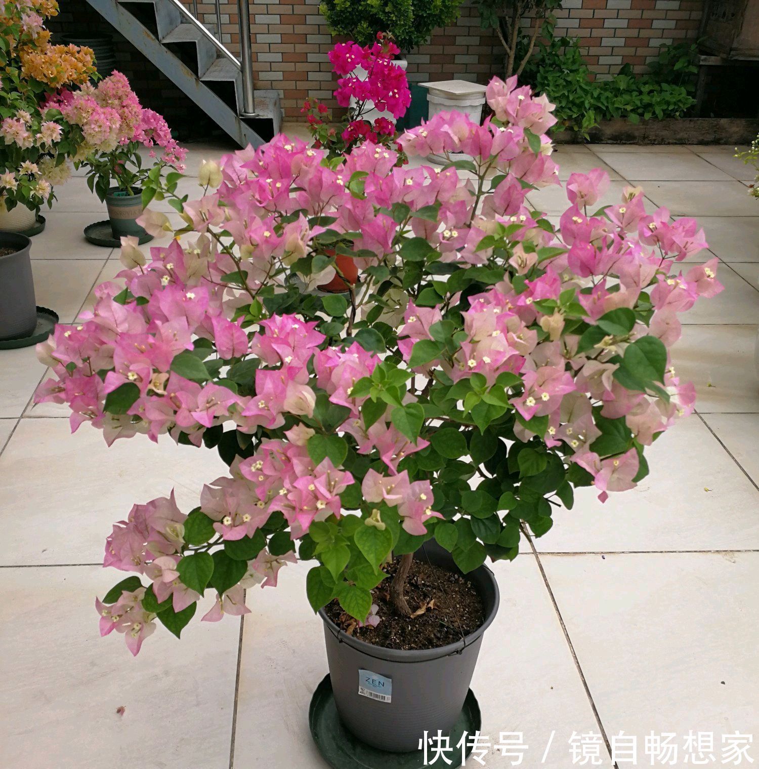 三角梅旺长绿油油就是不开花打开一个小开关,国庆陆续开花爆盆