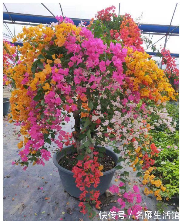 北方地区|4种“漂亮花”，能活一百年，长寿又富贵，越养越值钱
