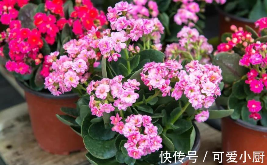 骨头|想要长寿花开爆盆?家里2种垃圾掺在花盆里,花苞多开花美