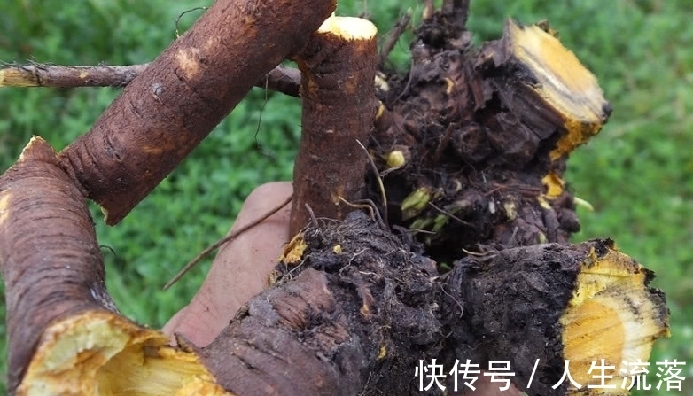 药用|农村一种野草像“菠菜”，它用处大却常被忽视，若见着请一定重视