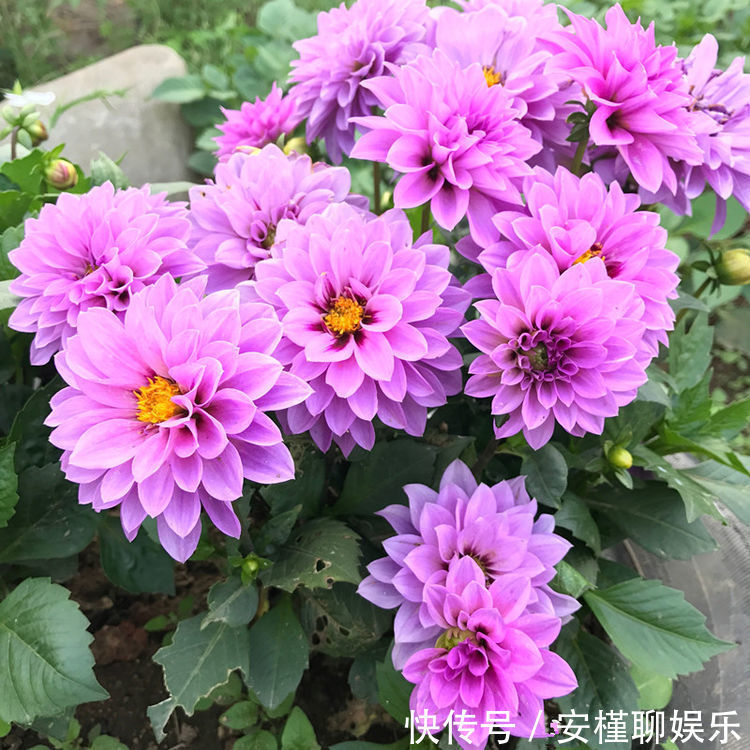 喜欢菊花，不如养盆优良菊花”小丽菊“，精致美观，美艳优雅！