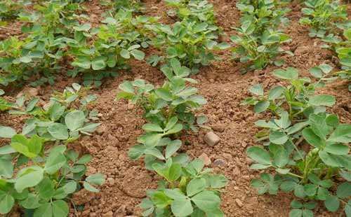 好处|早上坚持空腹吃一把花生，有此3大好处！男女多吃，早知早受益