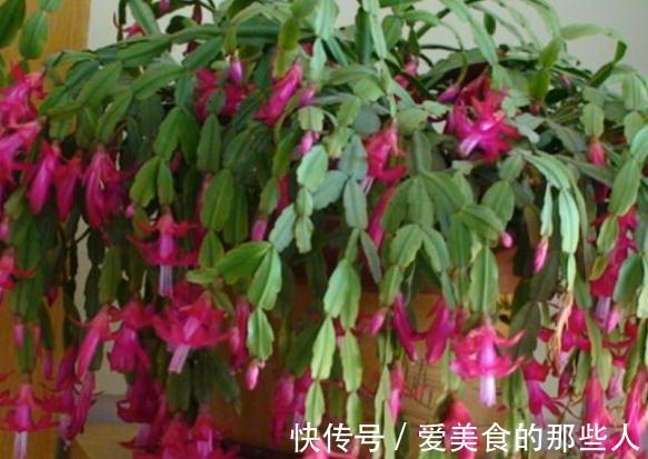 蟹爪兰开花了有5怕,避免落花落蕾做好5件事,开花旺盛花期长