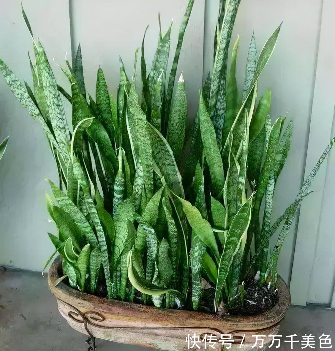 虎皮兰有“3怕两不喜”,难怪不爱出小芽,还越长越难看