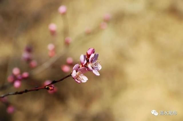 早春花枝俏，清水桃花朵朵开