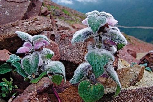 冰雪|高山流石滩，这里的花比任何地方都美丽