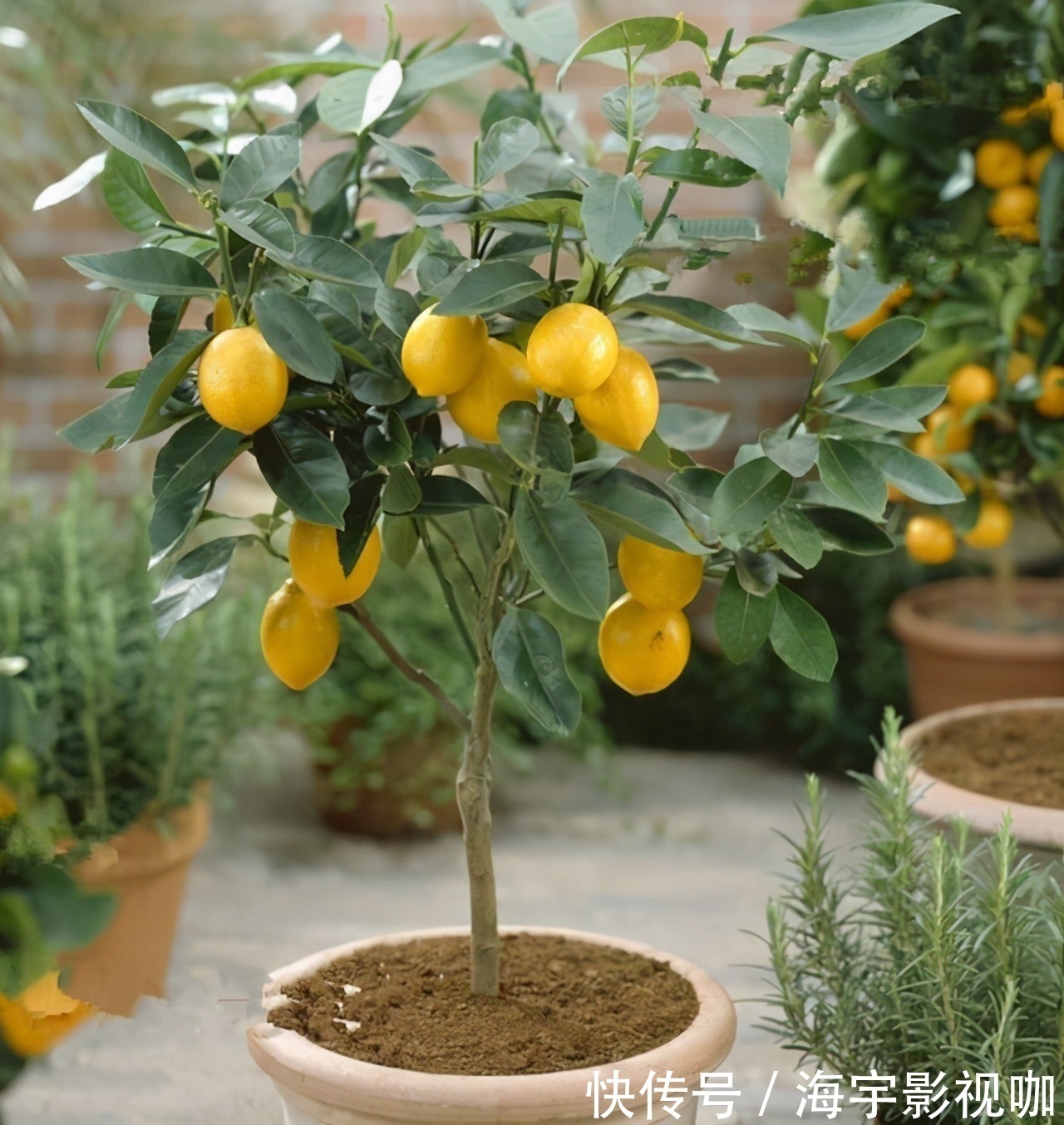 挂果|家里养盆“杀菌”花，精神轻松又清香，老中医经常养，错不了