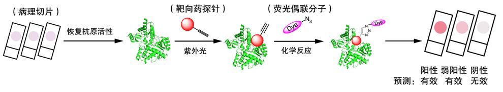 副作用|南开学生团队研发新技术 助癌症患者精准选药