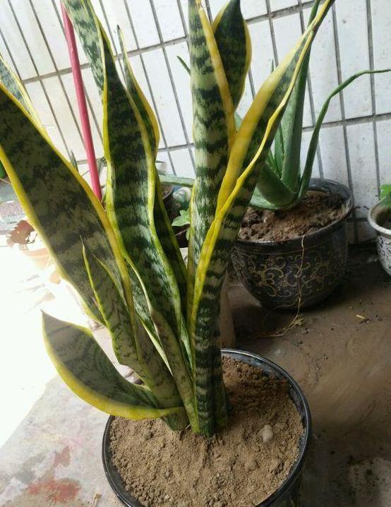 7月室内盆栽虎皮兰，不想它茎叶枯萎，养护就得注重这3细节