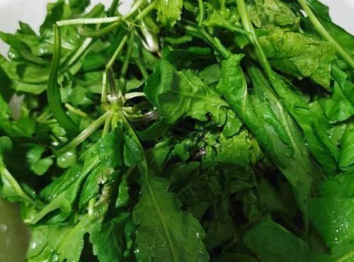 天冷了用它包饺子,比韭菜馅好吃,嘴巴不臭了,排出宿便,体重2位数